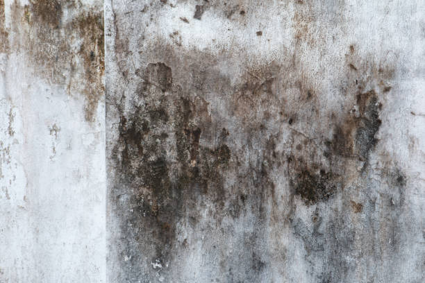 Best Mold-Related Health Consultation  in Monterey Park, CA