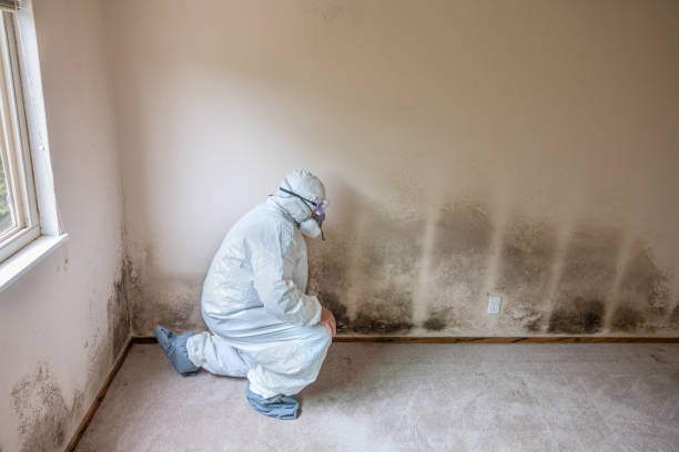 Trusted Monterey Park, CA Mold Removal Experts