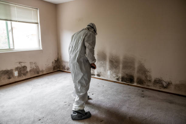 Best Mold Documentation for Insurance Claims  in Monterey Park, CA