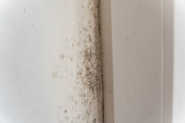 Best Mold Damage Restoration  in Monterey Park, CA